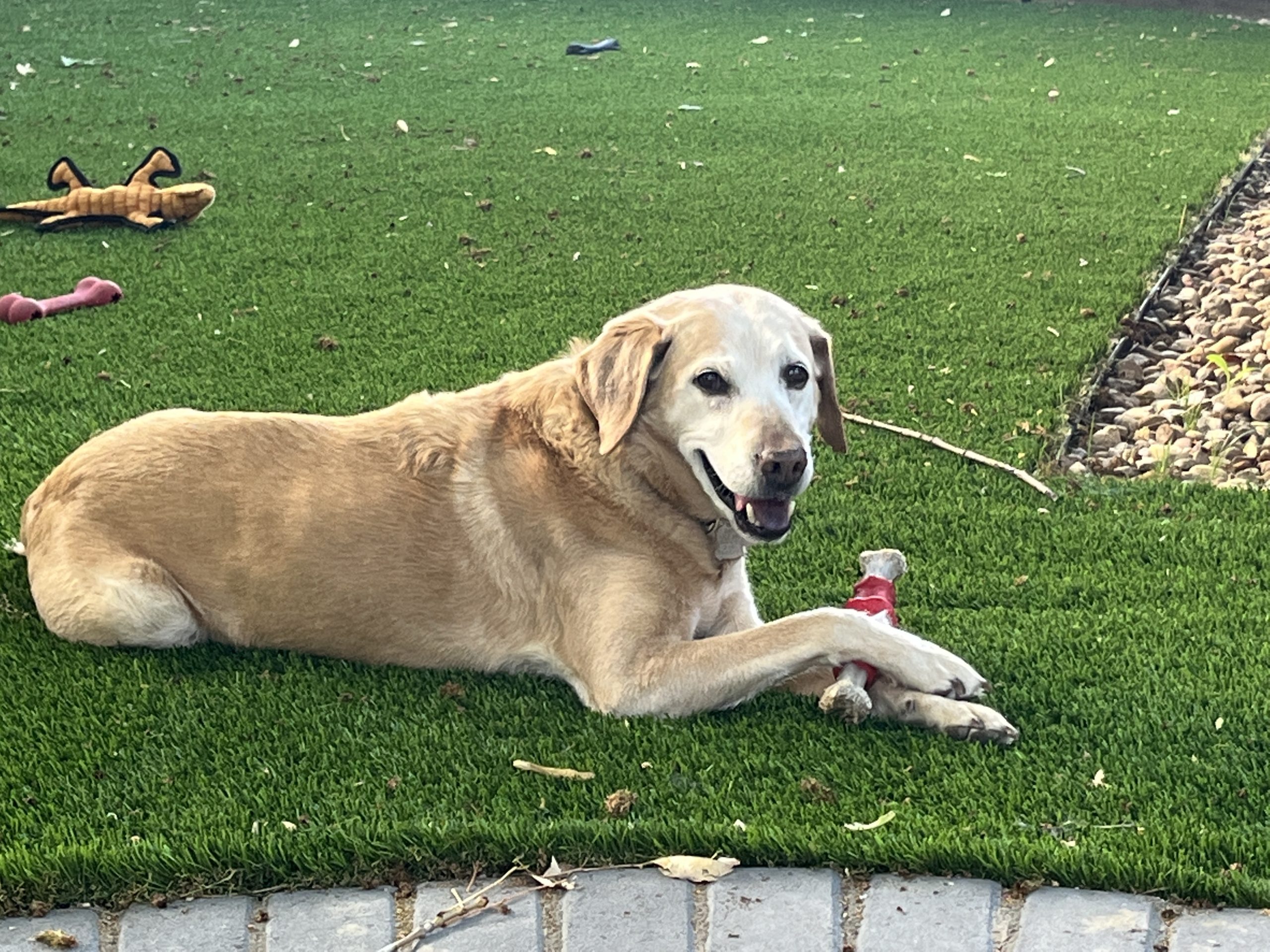 Jackson (2014) Safe Harbor Lab Rescue