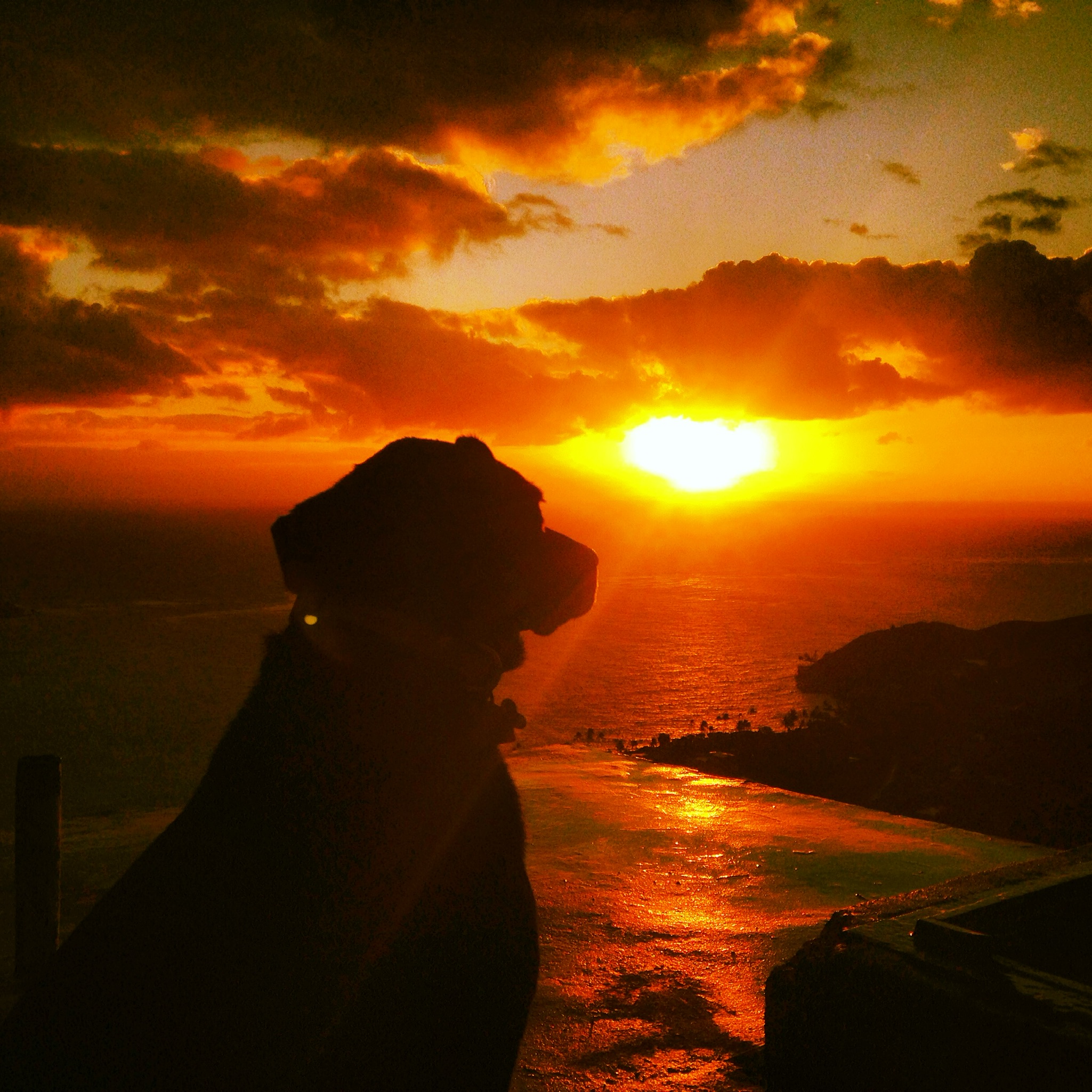 Sylvester Safe Harbor Lab Rescue