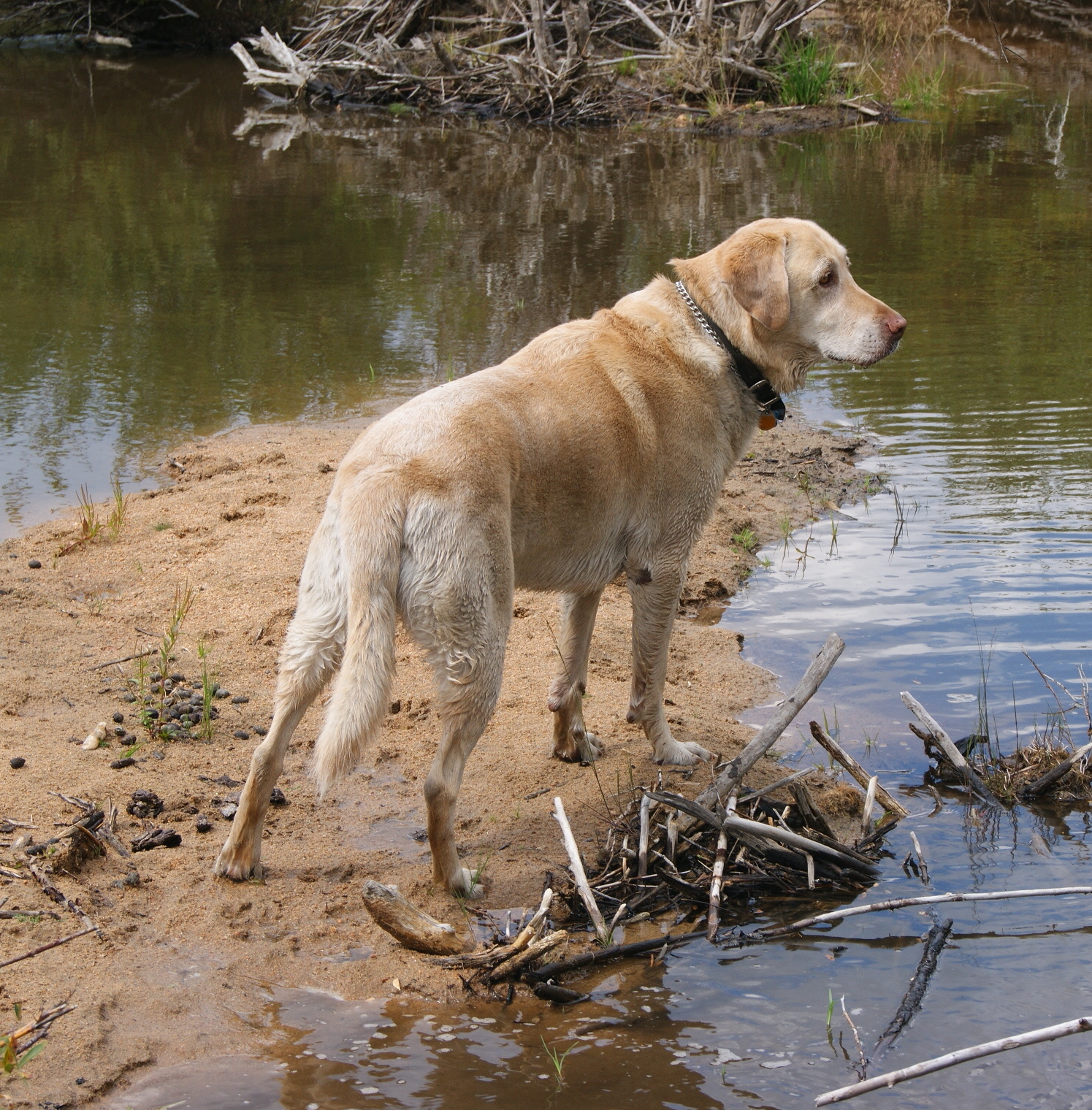 Bailey (2008) - Safe Harbor Lab Rescue