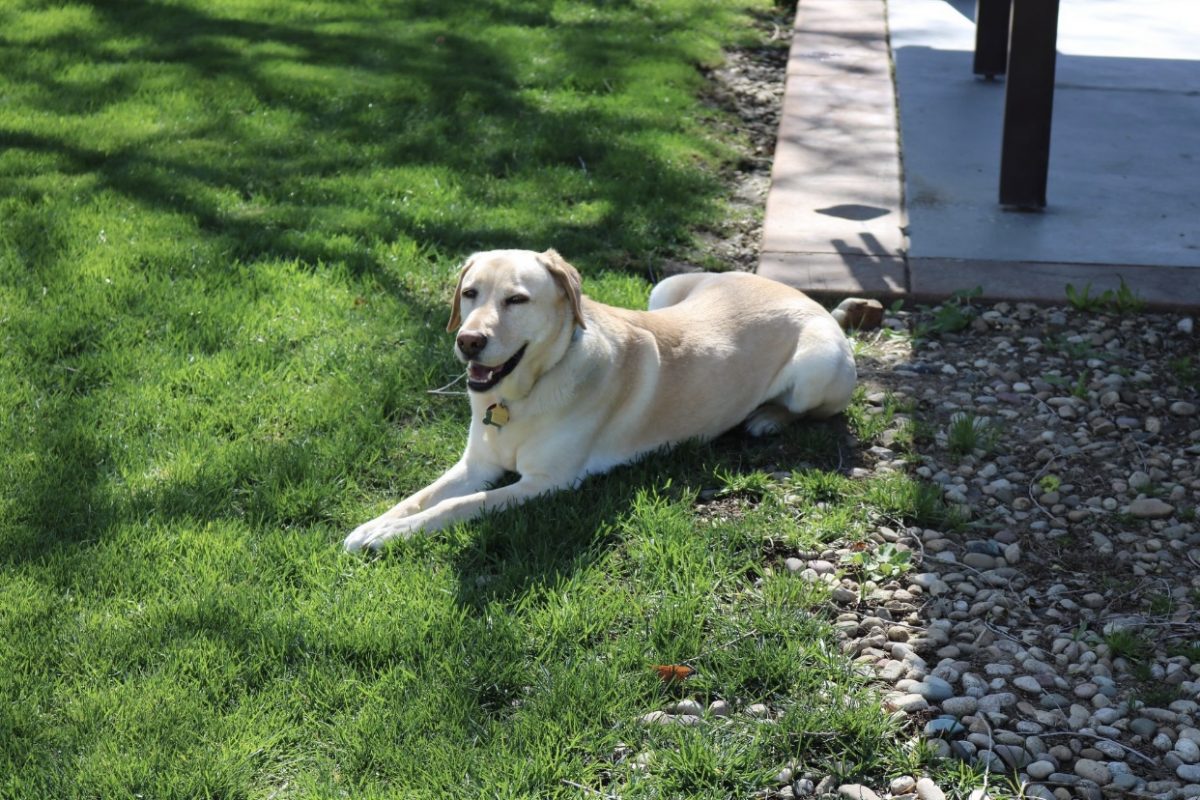 Abbey Safe Harbor Lab Rescue