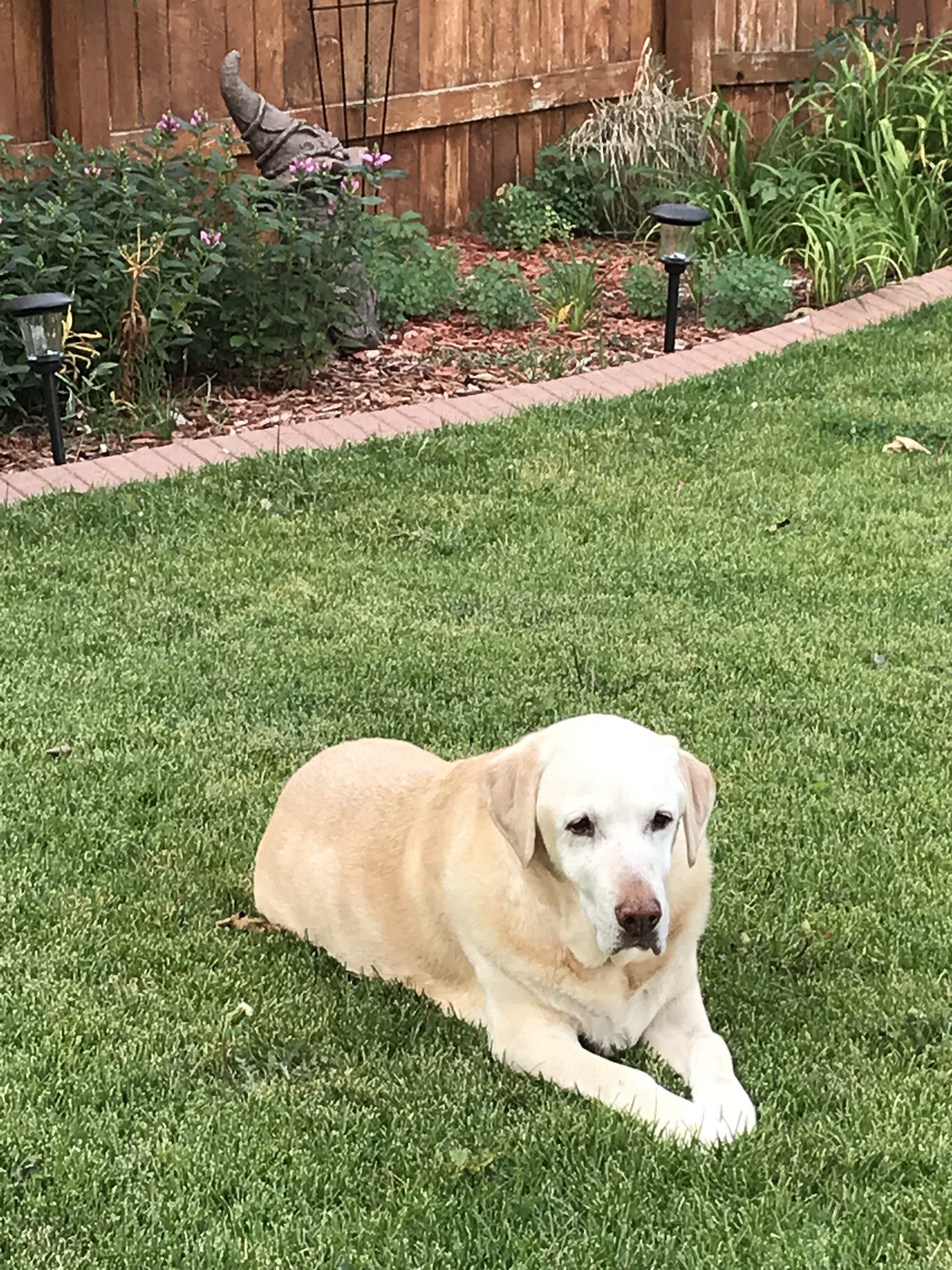 Maycee (2015) Safe Harbor Lab Rescue