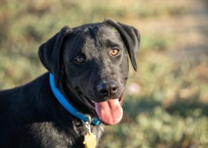 lab retriever rescue colorado