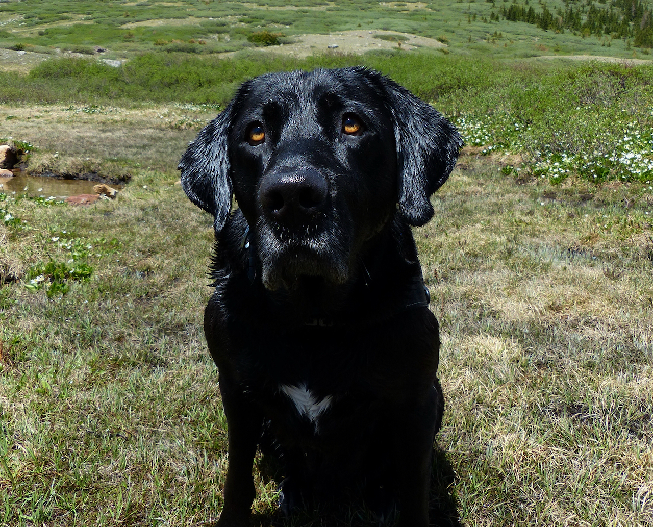 Ranger (formerly known as Gunner) - Safe Harbor Lab Rescue