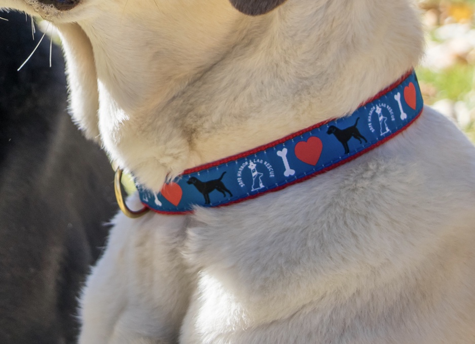 SHLR Merchandise - Safe Harbor Lab Rescue - Denver