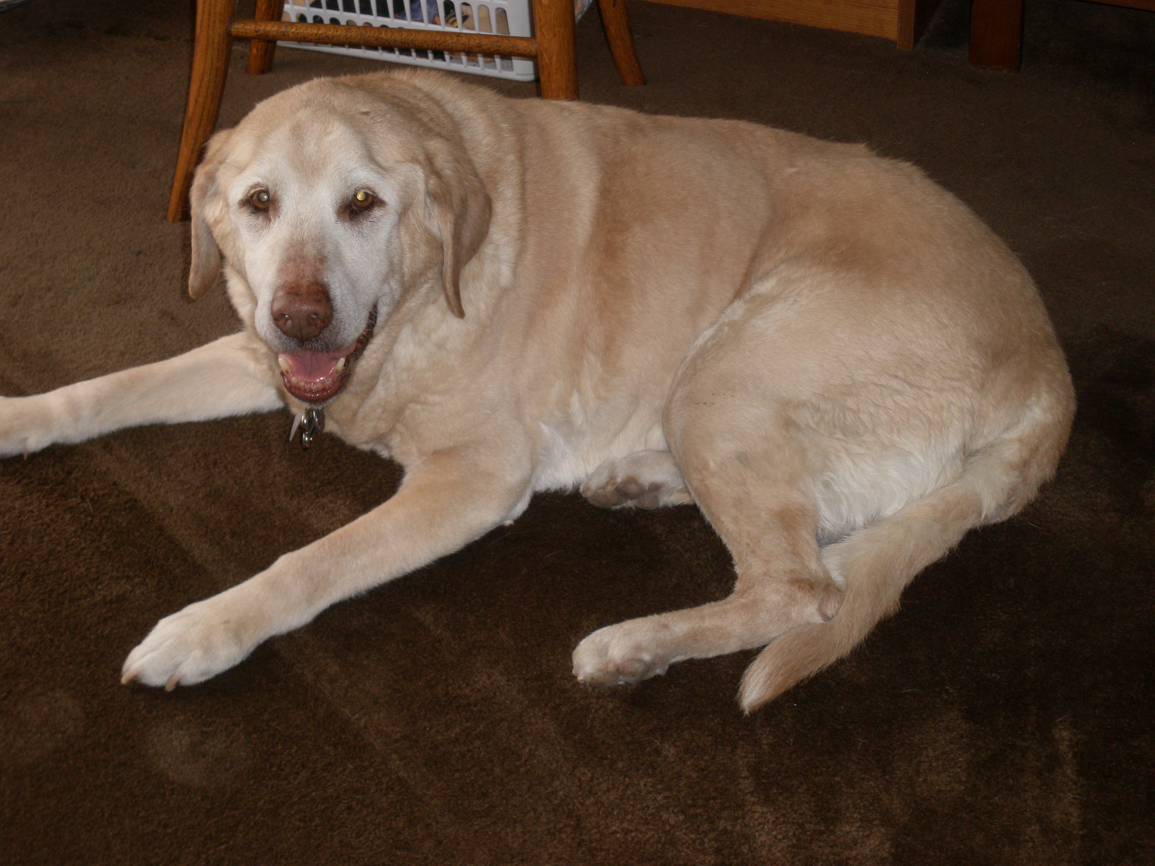 Chief (2009) Safe Harbor Lab Rescue