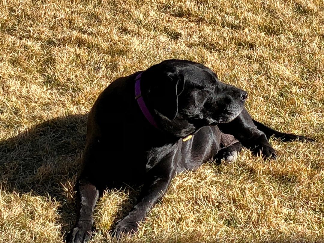 Autumn - Safe Harbor Lab Rescue